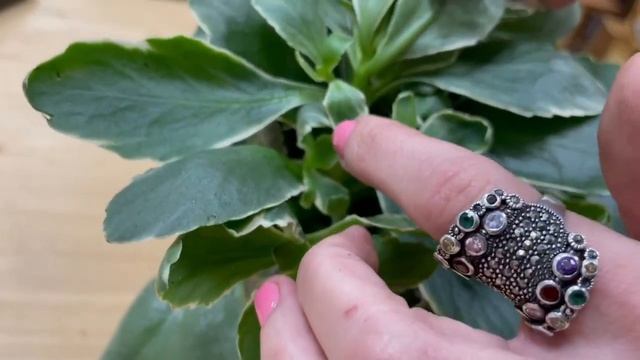 Каланхоэ Дебора - пестролистный суккулент. Как ухаживать за калаланхоэ