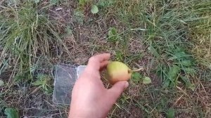 Груша сорт Ільїнка!Рання груша!