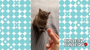 Кот и его ус, который легко найти и невозможно пот...ь. Видели видео? Фрагмент выпуска от 28.03.2021