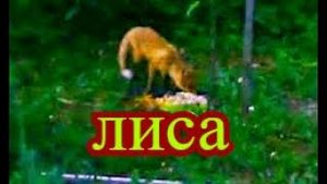 Лиса спокойно гуляет по моей даче не боясь меня, стоящего в 5 метрах