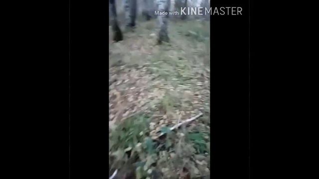 Щенок Западно сибирской лайки! Уходит всё дальше и дальше.