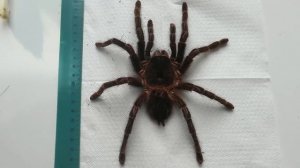 Продолжительность жизни у самок пауков птицеедов на примере Lasiodora parahybana