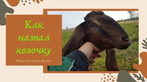 КАМОРИ КОЗА PATERI GOATS