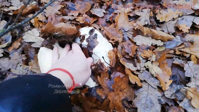 8 Ноября 2020 СБОР ГРИБОВ В БЕЛАРУСИ ГОМЕЛЬ ??? смотреть онлайн