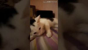 моя кошка умирает...