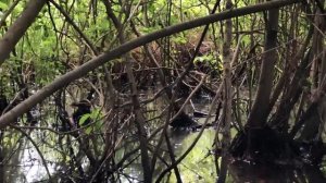 Необычные кадры. Уж ползает по веткам.  Балашиха.  Змеи Подмосковья.