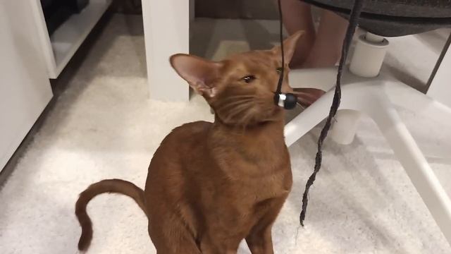 Oriental Cat Destroys Headphones ? смотреть онлайн
