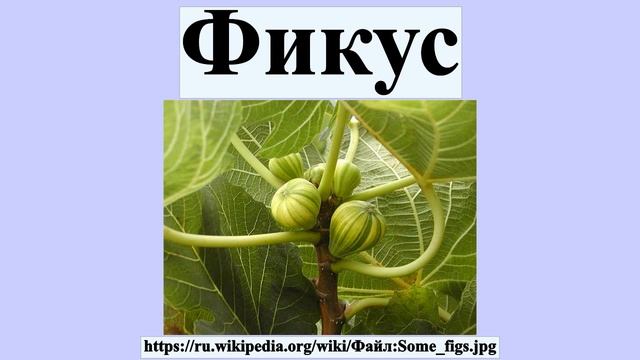 Фикус смотреть онлайн