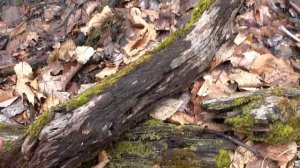 Exploring Hidden Wetlands to find Salamanders!