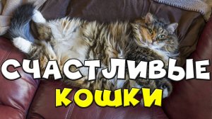 Смешные и счастливые кошки