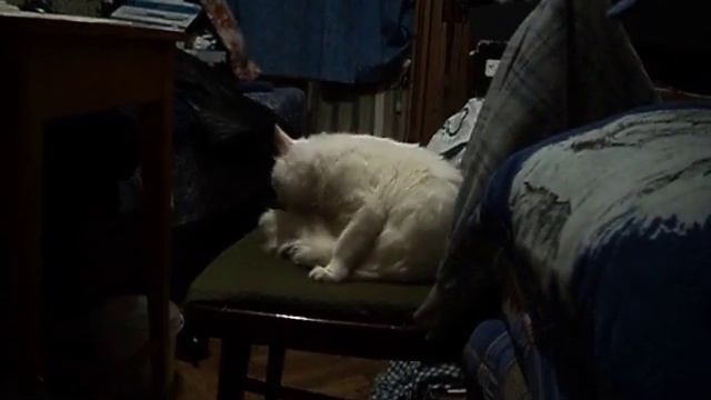 Чип валял диван (как правильно чистить диван котом) смотреть онлайн