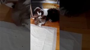 Щенки пекинеса 2 месяца