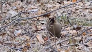 Свиристели