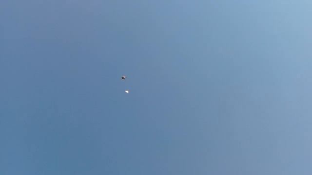 Кулик сорока нападает. смотреть онлайн