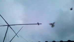 Николаевские торцовые голуби Красноармейска0953680406