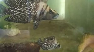 Альтолампрологус кальвус "блэк" (Аltolamprologus calvus "black" )