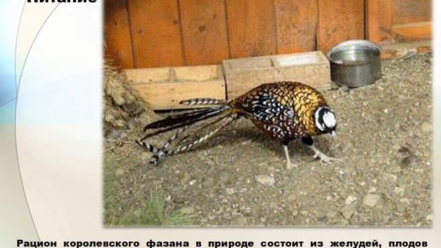 Анимированное видео (Gif) на тему «Фазаны. Семейство фазановые. Отряд курообразные » смотреть онлайн