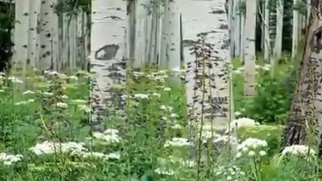 《Моя Россия》Стихи Эдуарда Когана, музыка Ашота Гаспаряна смотреть онлайн