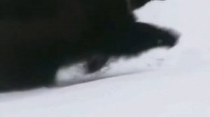 росомаха  - бесстрашный ,но осторожный зверь