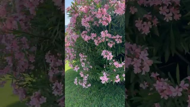 azЦветущий Баку / The beauty of Azerbaijan / Bakıda azaleas