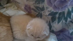 Шотландские котята, 25 дней