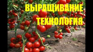 Технология выращивания томатов в теплице 05.06.14. Сад (огород) и теплица.