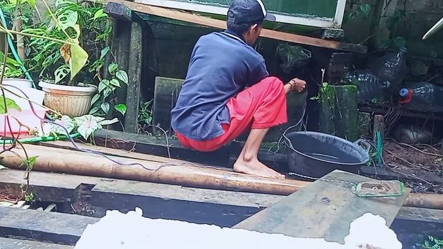 PROSES TELUR CHANNA MENETAS || NGAWININ IKAN CHANNA PART V смотреть онлайн