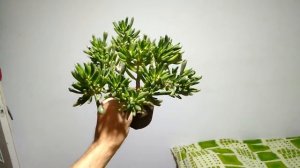 Крассула Голлум в каменной почве