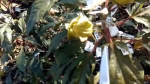 Гибискус травянистый/создаем новые сорта/Гибридизация гибискусов Ч2