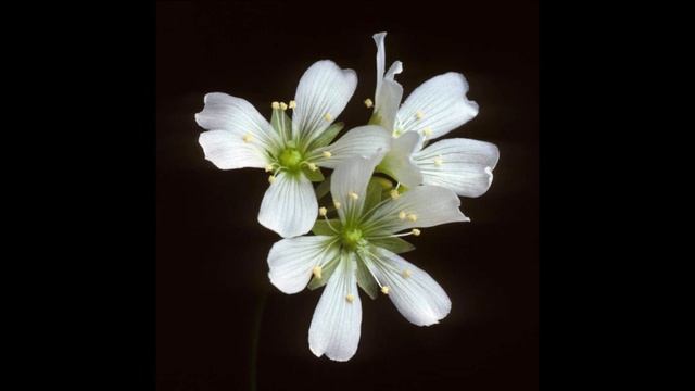 La Dionaea Muscipula : Plante Carnivore смотреть онлайн