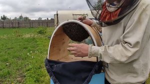 Есть ли у роя матка?!