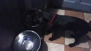 Советы по кормлению курцхаара.