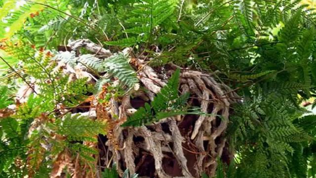 Как пересадить папоротник — какая земля и горшок нужны