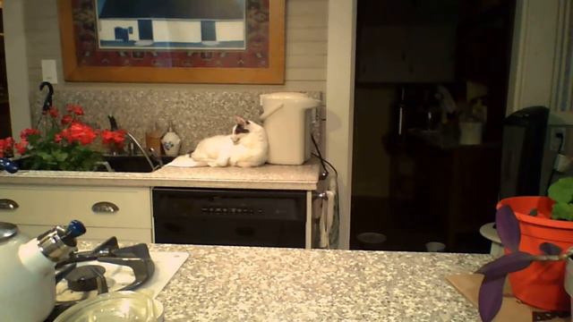 Plants Updates and still planting in July смотреть онлайн