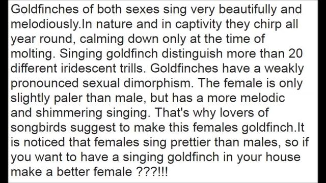 За или Против Щегол Самка Самец Пение For or Against Goldfinch Female Female Male Singing смотреть онлайн