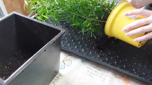 Аспарагус, спаржа серповидная???, пересадка?, знакомство❤️ смотреть онлайн