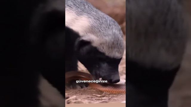 Komodo Ejderi vs Bal Porsuğu | Nasipse ejder de yeriz abi | Yerli Kâşif Edit #yerlikasif смотреть онлайн