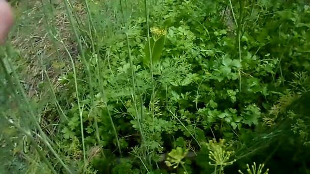 Урожайный огород. Выращивание петрушки, укропа, хрена смотреть онлайн