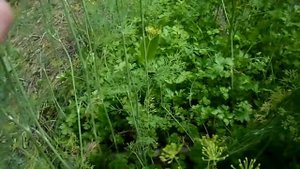 Урожайный огород. Выращивание петрушки, укропа, хрена