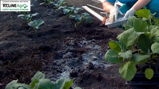 Как посадить рассаду баклажана в грунт. Выращиваем баклажаны.