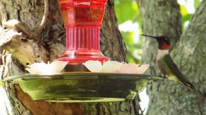Кормлю колибри - самых маленьких птиц в мире!