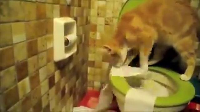 Схадил в туалет кот закапал весь туалет смотреть онлайн