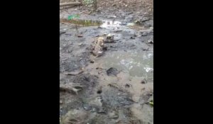 Щенки играют в грязи