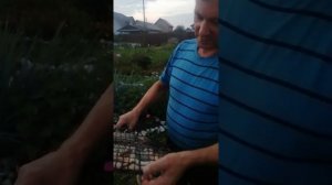 помидоры на мангале)