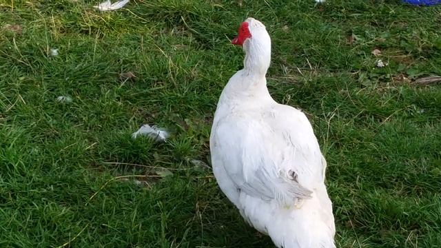 Индоутки.Как бройлеры. смотреть онлайн