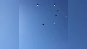 Бой иранских голубей ?? ⭐️ Iranian high-flyer pigeons | کبوترهای ایرانی | Kabootar bazi