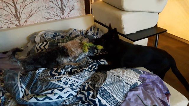 Йорк VS Овчарка !!! смотреть онлайн