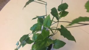 Тунбергия 13.04.18 Цветение тунбергия