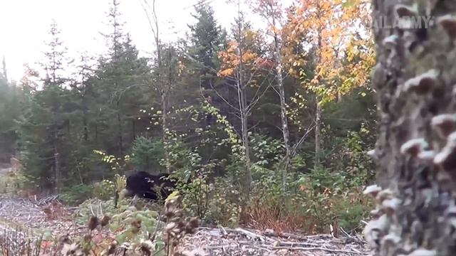 Животные №9 😁  🐧 - Funniest CATS And DOGS 😺🐶 2024 F2