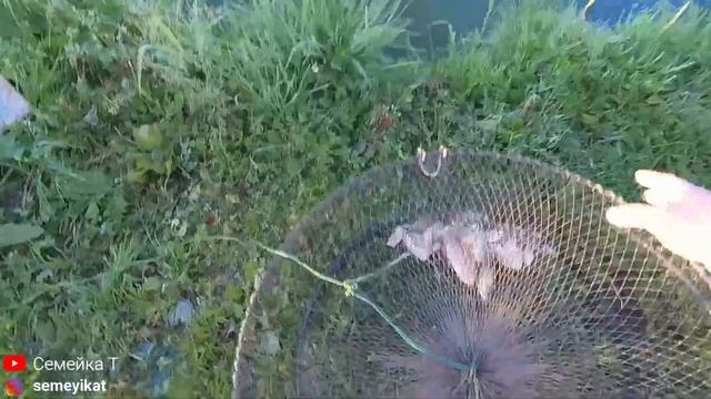 Улов с верши в своём домашнем пруду на даче/Пруд на участке с рыбой и раками??